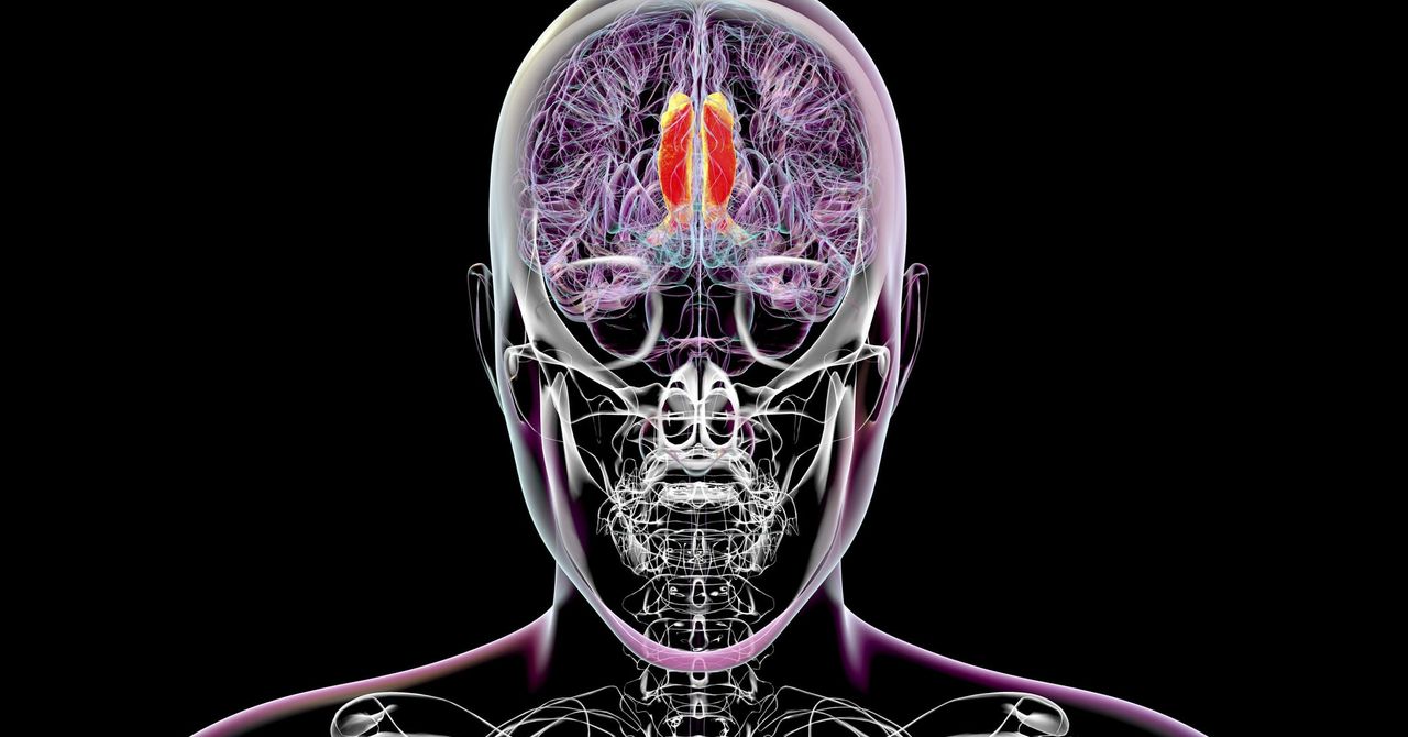 Scientists Think They’ve Found the Region of the Brain That Regulates Conscious Perception