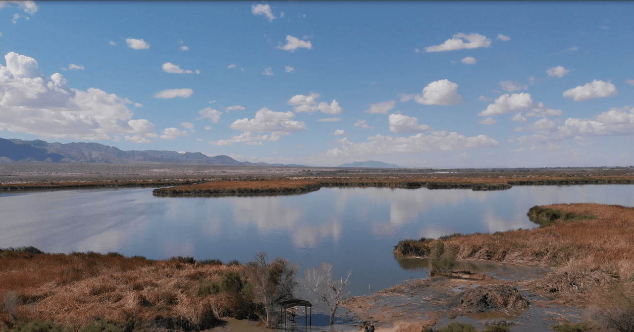 This Artificial Wetland Is Reusing Wastewater to Revive a Lost Ecosystem