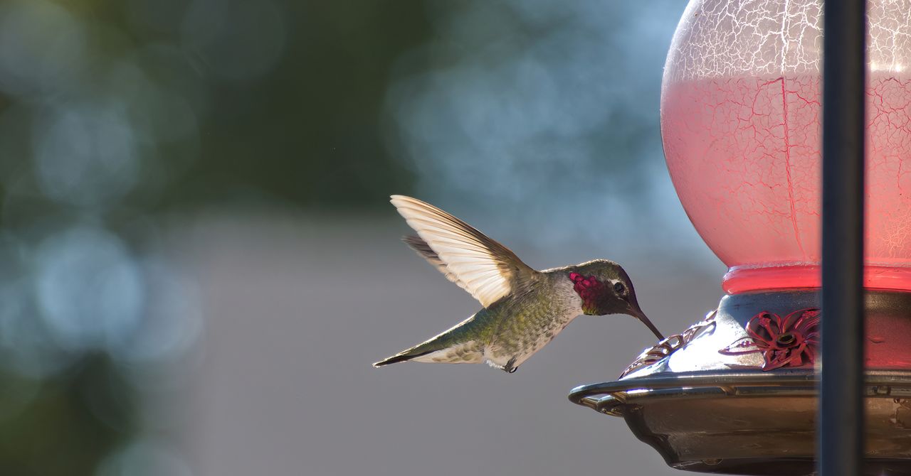 Hummingbirds Are Evolving to Adapt to Life With Humans