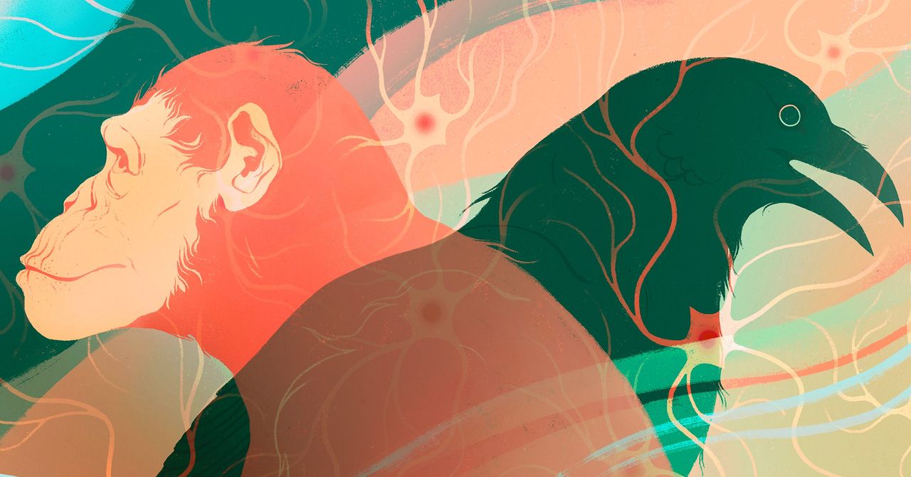 Intelligence on Earth Evolved Independently at Least Twice