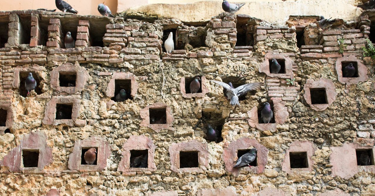 Why Pigeons at Rest Are at the Center of Complexity Theory