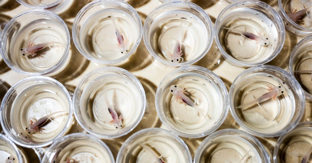 Scientists Discover the Key to Axolotls’ Ability to Regenerate Limbs