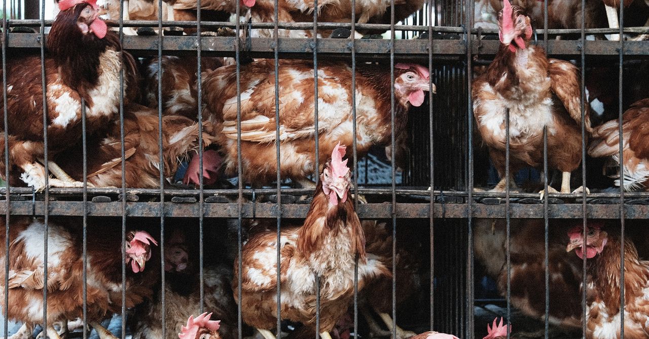 How the Farm Industry Spied on Animal Rights Activists and Pushed the FBI to Treat Them as Terrorists