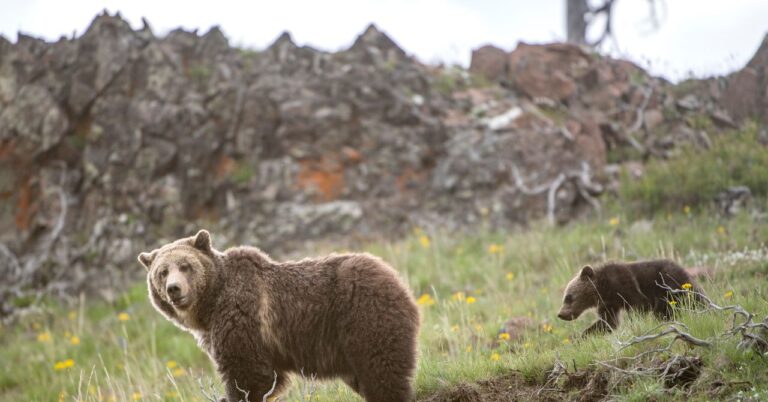Is It Time to Stop Protecting the Grizzly Bear?