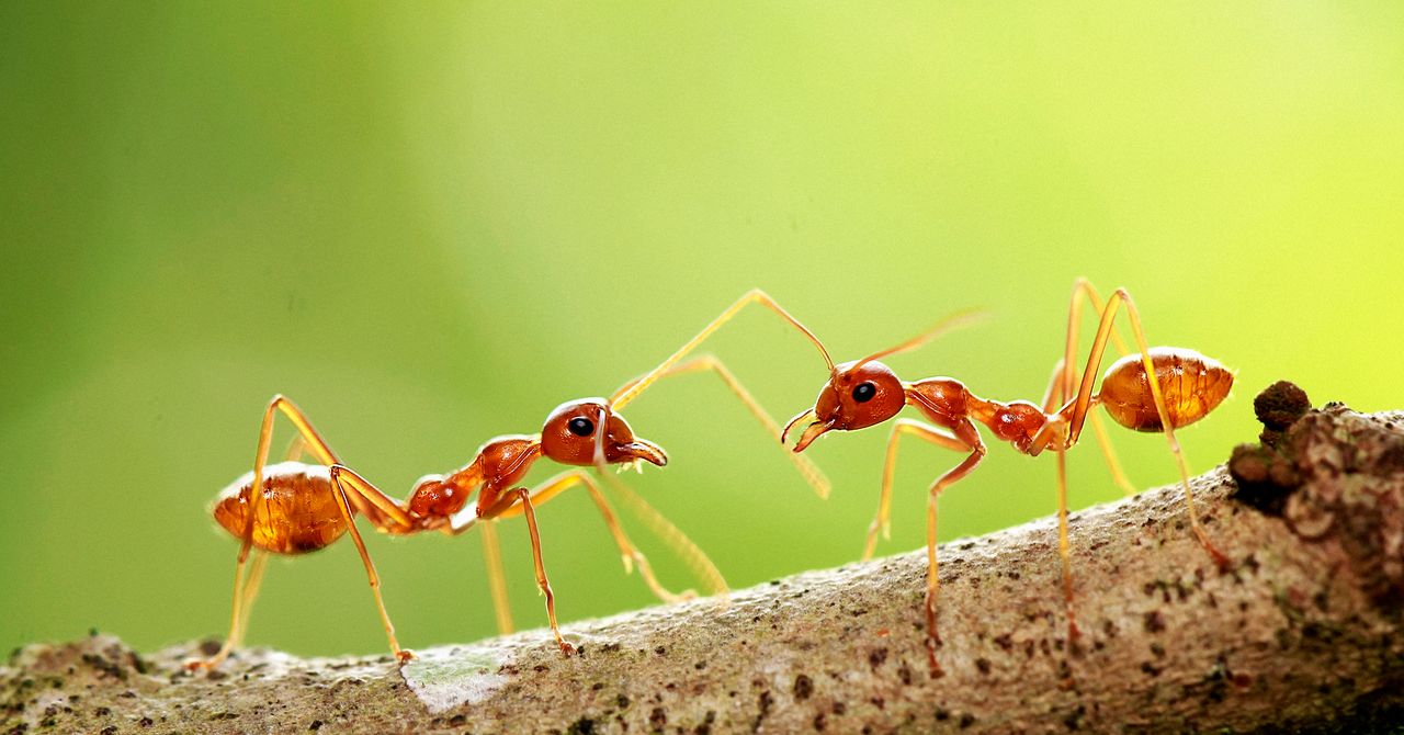 Government Staffing Cuts Have Fueled an Ant-Smuggling Boom