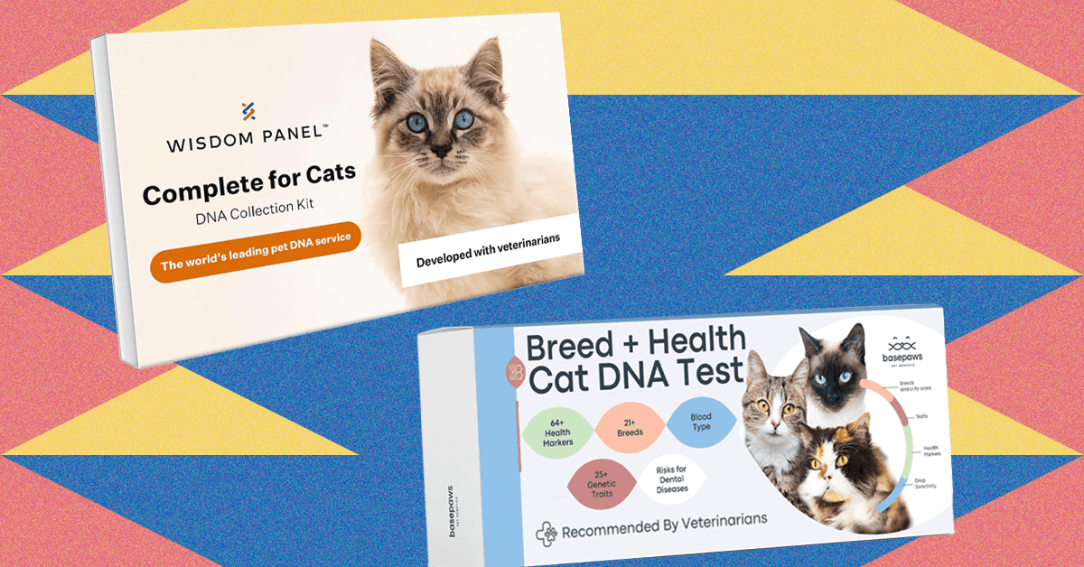 I Tried the Best At-Home Pet DNA Test Kits on My Two Cats