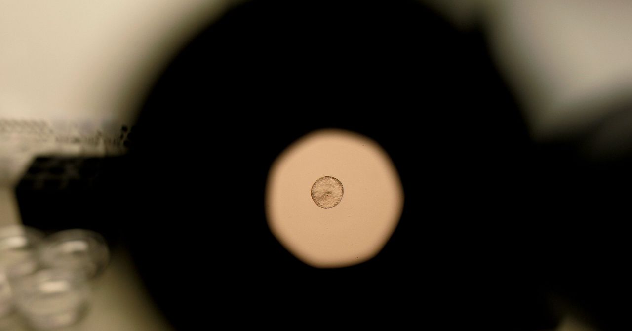 Scientists Just Caught Human Embryo Implantation on Camera
