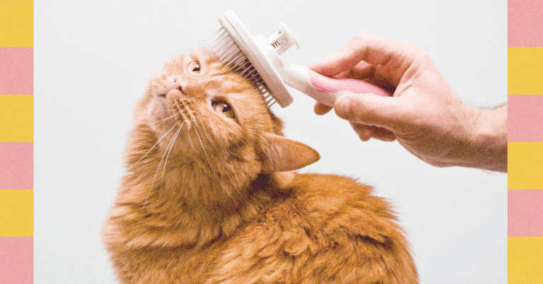 Grooming 101—From Nail Clipping to Ear Cleaning, Here’s How to Best Clean Your Pet