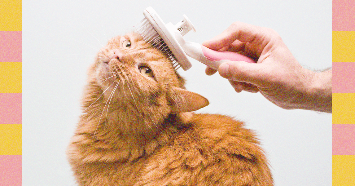 Grooming 101—From Nail Clipping to Ear Cleaning, Here’s How to Best Clean Your Pet