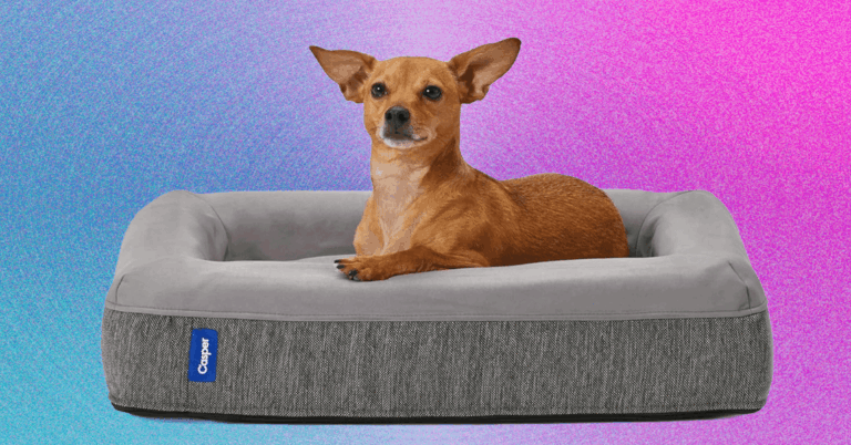 Our 8 Favorite Dog Beds for Every Kind of Dog