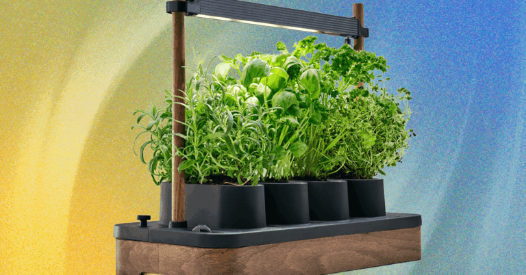 The Auk Mini Herb Garden Is the Perfect Cooking Companion