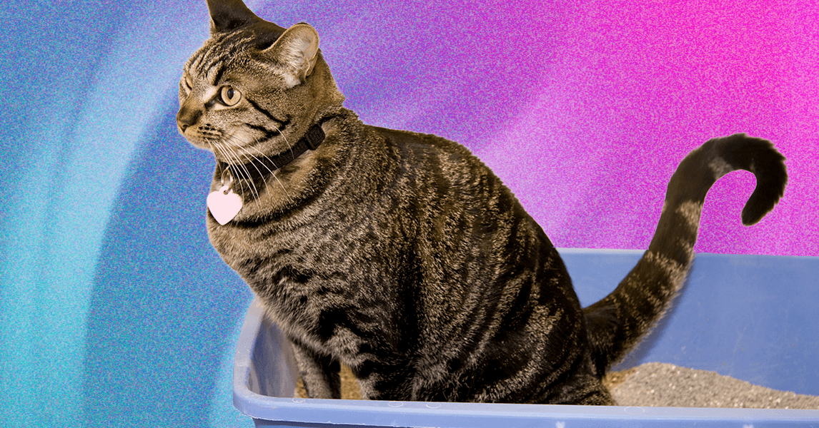 What’s the Best Cat Litter for Your Home (and Your Cat)?