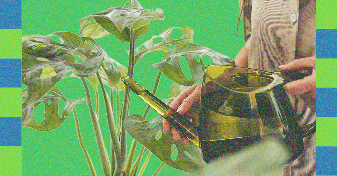 Light, Water, and Patience: Expert Advice for Winter Houseplant Care