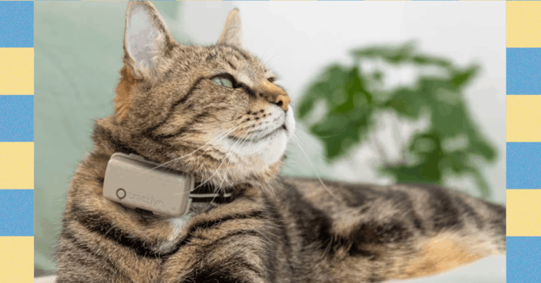 Take Your Helicopter (Pet) Parenting to the Next Level With Tractive’s Smart Cat Tracker
